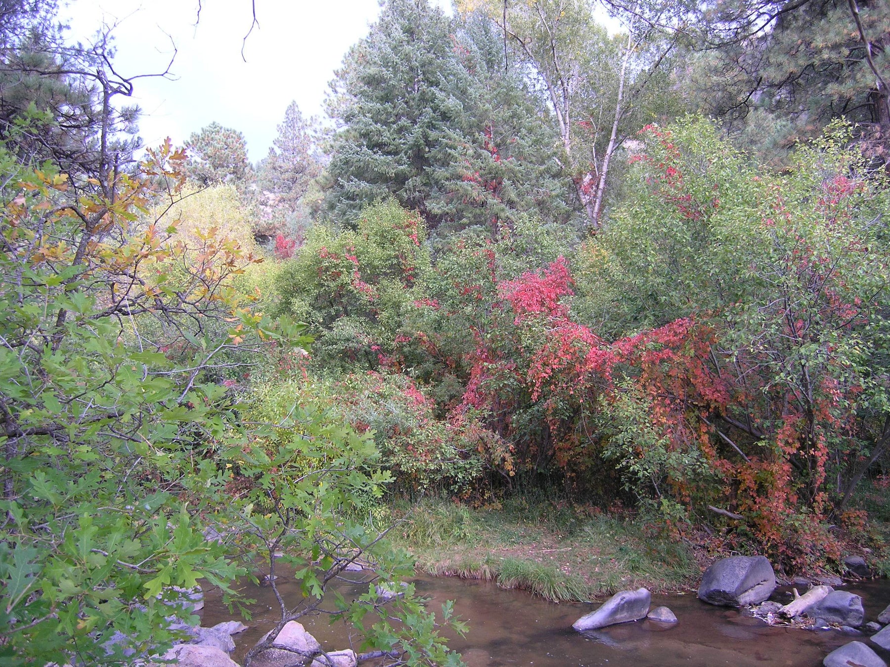 Lush forest landscape with vibrant green and red foliage near a gentle stream.