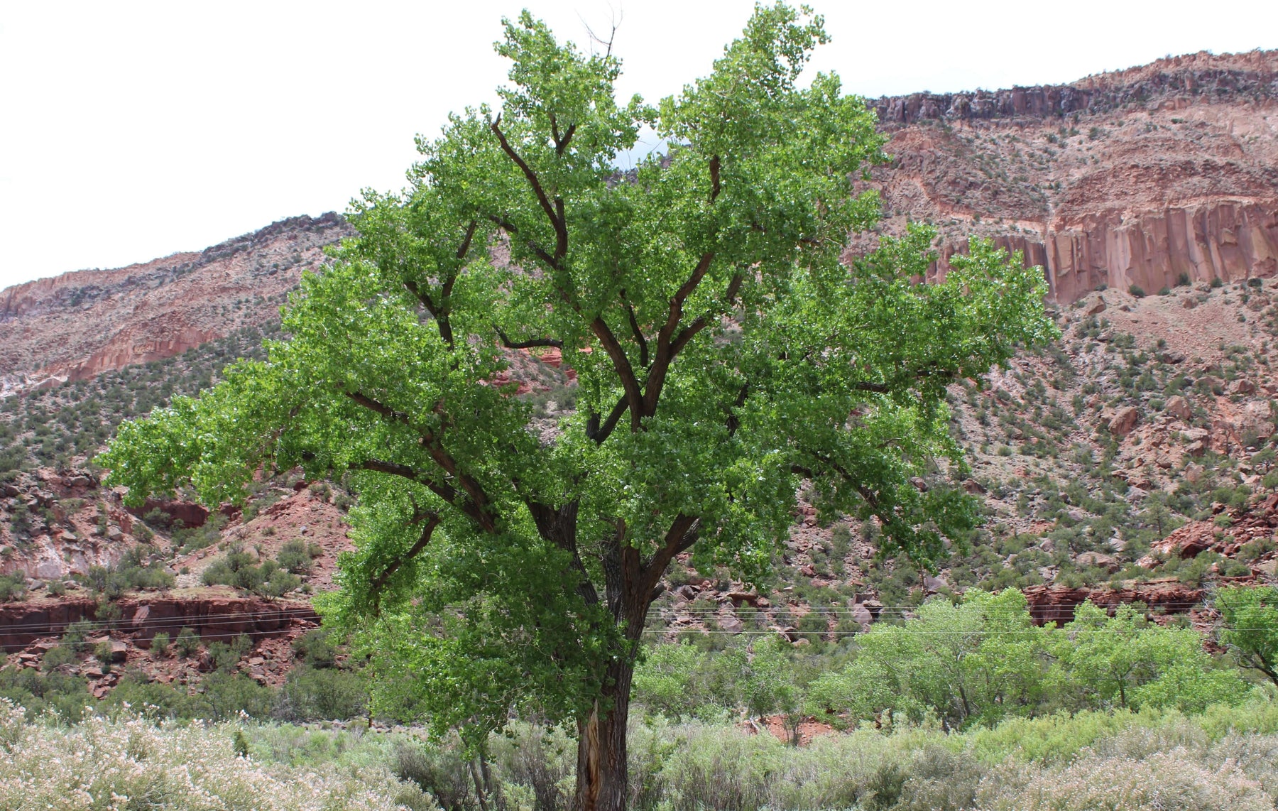 Lush green tree standing against a rugged mountain backdrop under a clear sky in a desert landscape.
