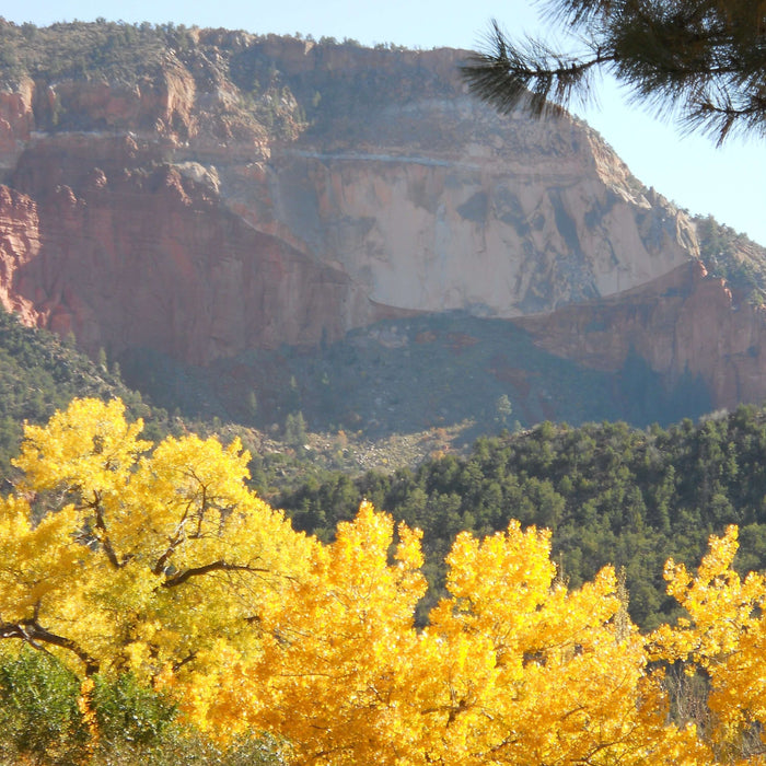 Scenic autumn landscape with golden trees and a rocky mountain backdrop.