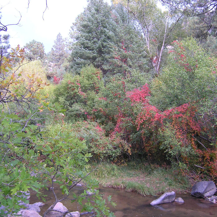 Lush forest landscape with vibrant green and red foliage near a gentle stream.