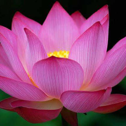 Vibrant pink lotus blossom in full bloom symbolizing enlightenment and spiritual growth, reflecting themes of New Thought and metaphysics.