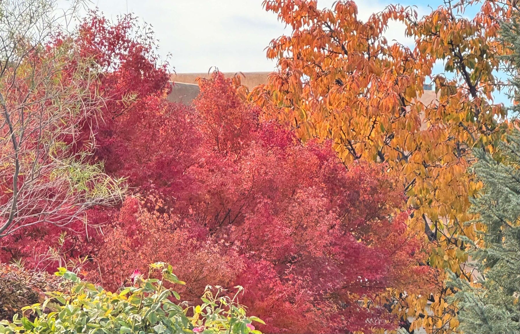 Vibrant autumn foliage with red and orange leaves under a clear sky