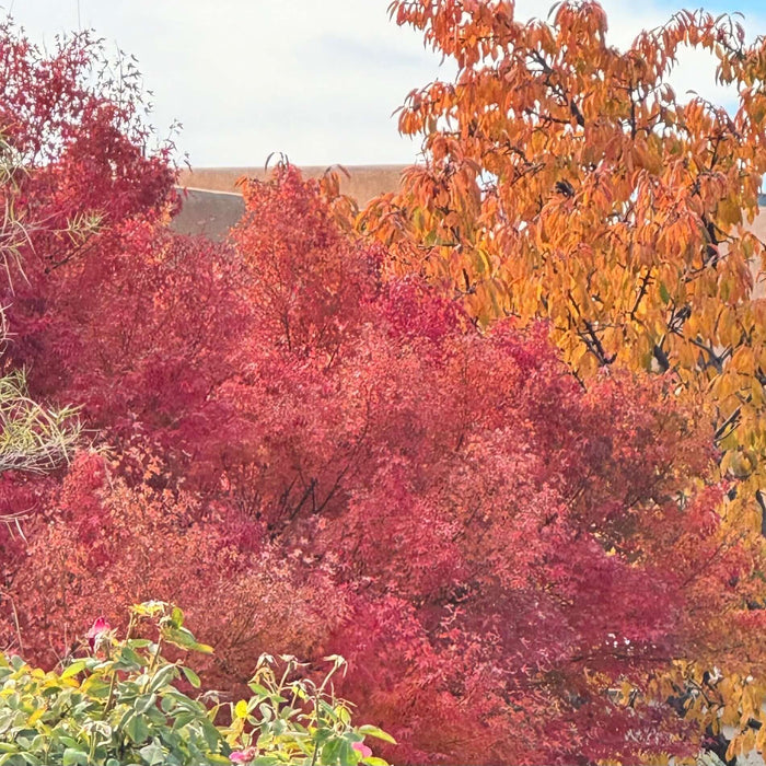 Vibrant autumn foliage with red and orange leaves under a clear sky