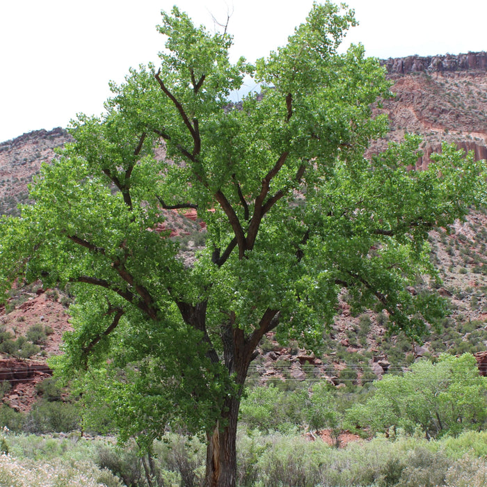 Lush green tree standing against a rugged mountain backdrop under a clear sky in a desert landscape.