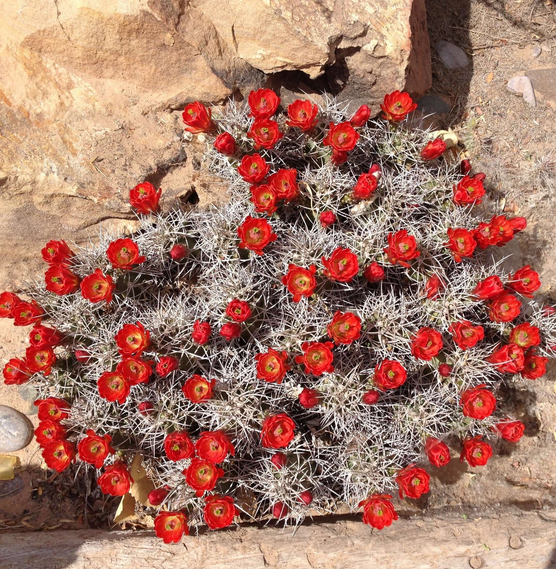 Red cactus flowers blooming in a rocky desert landscape.