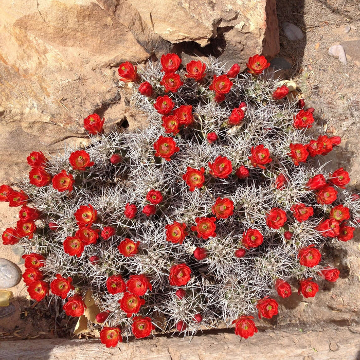 Red cactus flowers blooming in a rocky desert landscape.