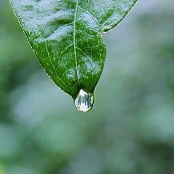 A single water droplet hanging from a green leaf, symbolizing gratitude and the beauty of nature.