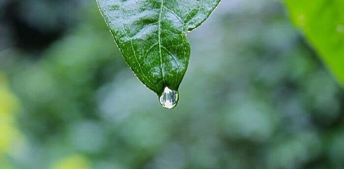 A single water droplet hanging from a green leaf, symbolizing gratitude and the beauty of nature.