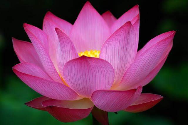 Vibrant pink lotus blossom in full bloom symbolizing enlightenment and spiritual growth, reflecting themes of New Thought and metaphysics.